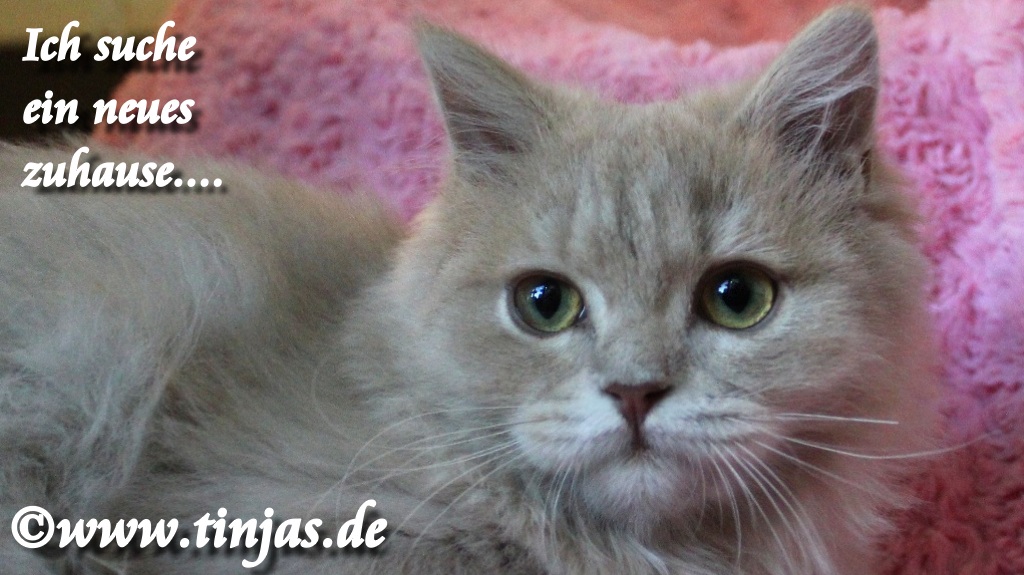 Britisch Langhaar Katzenbaby fawn golden tabby